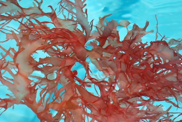 Is Carrageenan Really Bad for Me?